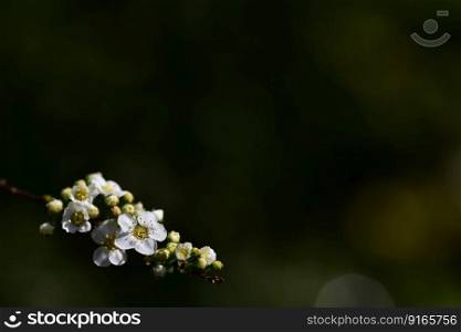 blossoms white background