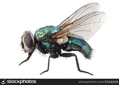 blow fly species Lucilia caesar. blow fly species Lucilia caesar in high definition with extreme focus and DOF (depth of field) isolated on white background with clipping path