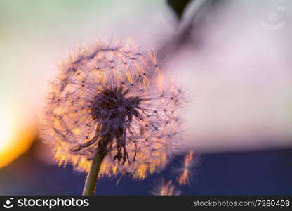 Blowball in Spring sunny meadow. Sunset blur background.