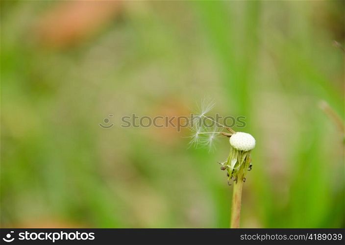 Blown dandelion head. Blown dandelion head in front of a green background