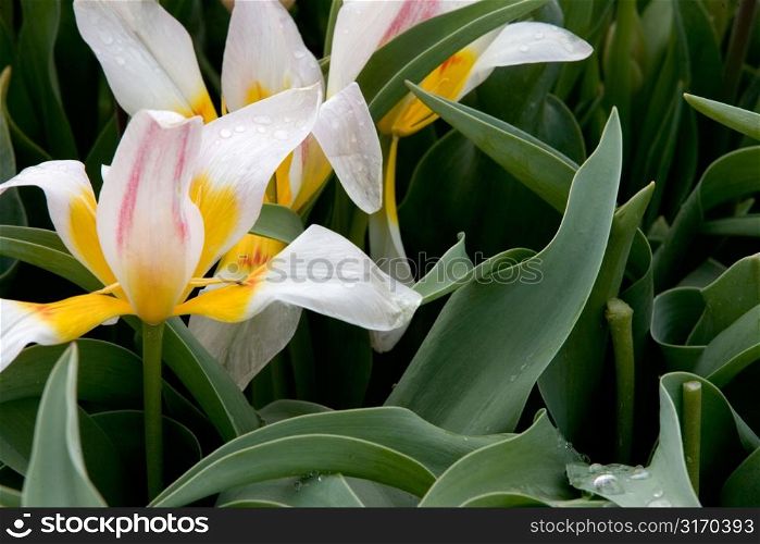 Blown Tulips