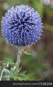 Blue Allium flowering in agarden in East Grinstead