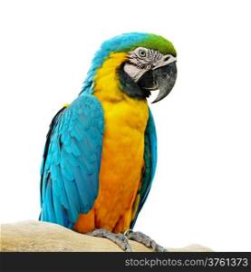 Blue and Gold Macaw aviary, isolated on a white background