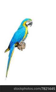 Blue and Gold Macaw aviary, isolated on a white background
