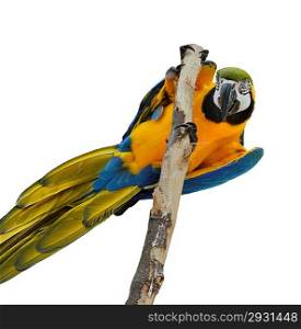 Blue And Gold Macaw Isolated On White