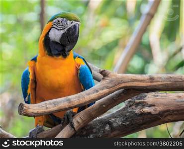"Blue and Gold macaw, Scientific name "Ara ararauna" bird"