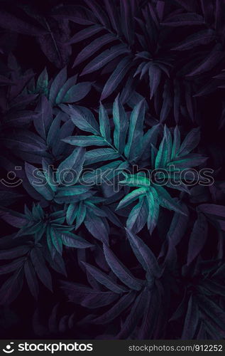 blue and green plant leaves textured in autumn in the garden