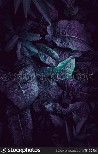 blue and green plant leaves textured in autumn in the garden