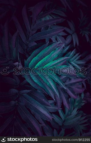 blue and green plant leaves textured in autumn in the garden
