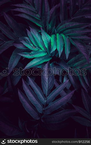 blue and green plant leaves textured in autumn in the garden