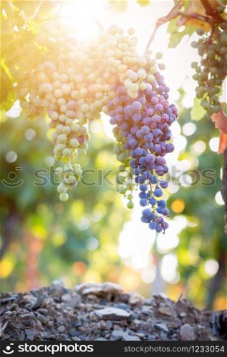 Blue and green vine grapes on a farm, evening sun, Tuscany