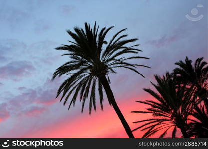 blue and orange red sunset with washingronia palm trees sunrise