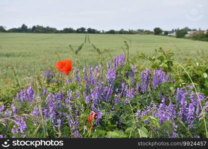 Blue and red summer flowers by a corn field