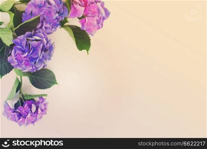 blue and violet hortensia flowers on white background with copy space, retro toned. blue and violet hortensia flowers
