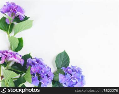 blue and violet hortensia flowers on white with copy space. blue and violet hortensia flowers