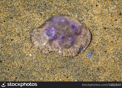 Blue and violet jellyfish at Fanore beach on the Burren, Co Clare, Ireland