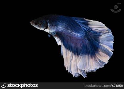 Blue and white betta fish, siamese fighting fish on black background