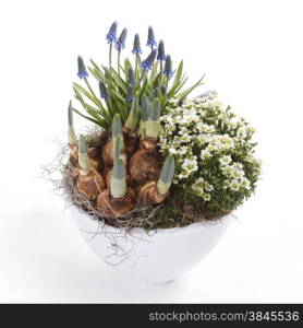 blue and white spring flowers and bulbs in pot against white background