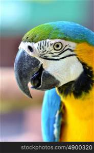 blue and yellow macaw, Blue-and-Gold Macaw
