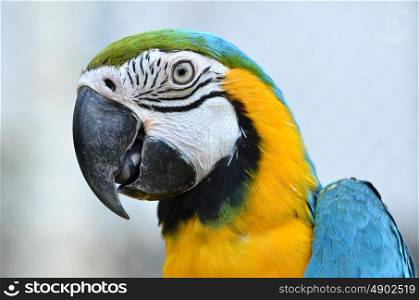 blue and yellow macaw, Blue-and-Gold Macaw