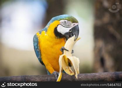 Blue and yellow Macaw eating banana; Boracay; Philippines
