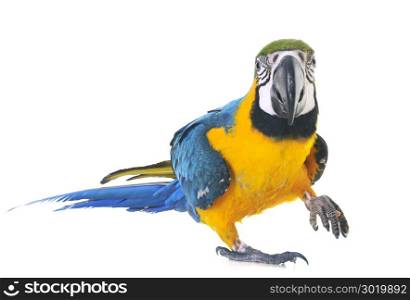 Blue-and-yellow macaw in front of white background