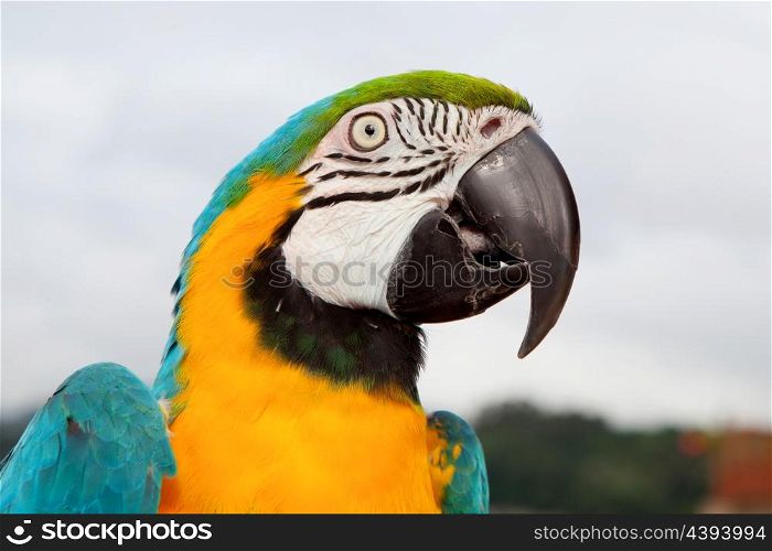 Blue and yellow parrot with white eyes at outside