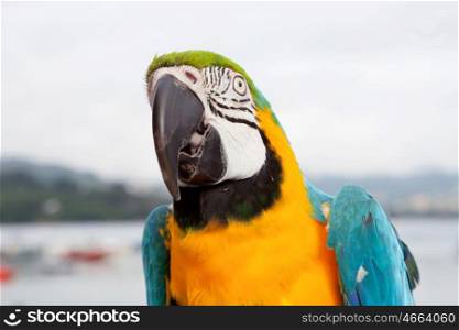 Blue and yellow parrot with white eyes at outside