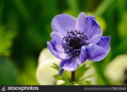 Blue anemone closeup against green background