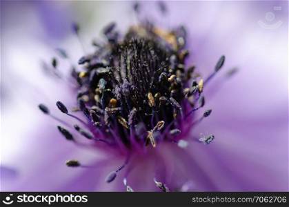 Blue Anemone Macro/ Anemone coronaria/ Flowering Bulbs