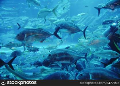 blue background ocean underwater aquarium with fishes and reef