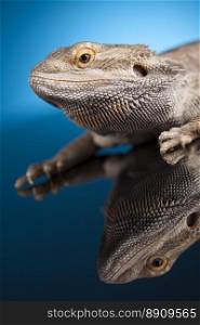 Blue background, Pet, lizard Bearded Dragon. Dragon, Agama Lizard on blue mirror background