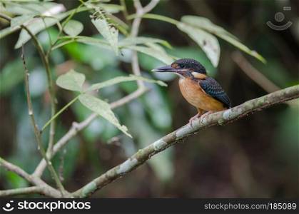 Blue-banded kingfisher (Alcedo euryzona) perching on branch in nature