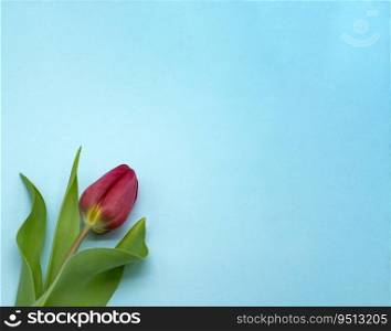 Blue banner with a tulip. Tulip on a blue background.. Tulip on a blue background. Blue banner with a tulip.