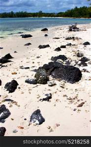 blue bay foam footstep indian ocean some stone in the island of deus cocos in mauritius