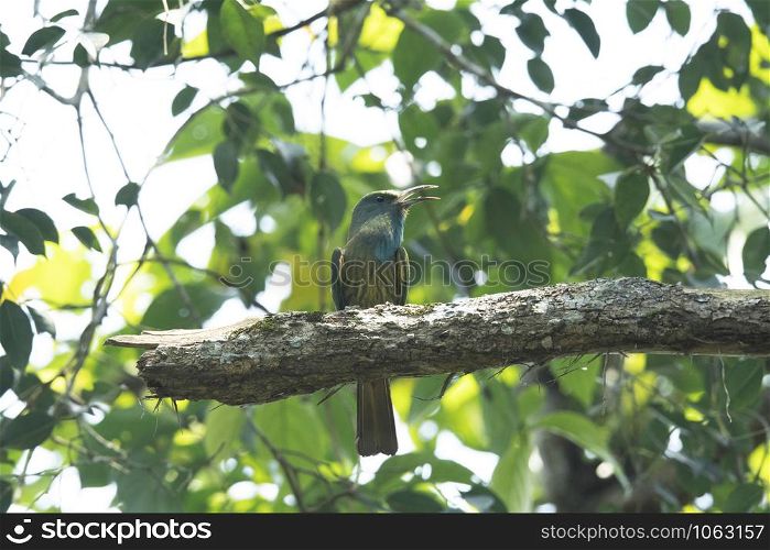 Blue-bearded bee-eater, Nyctyornis athertoni, Dehing, Patkai, WLS, Assam, India