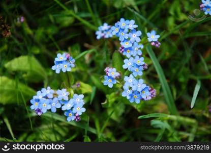 Blue beautiful flowers close up in a garden