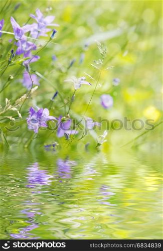 Blue bellflower on the sunny meadow reflected in the water surface with small waves