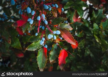 Blue berry bush with green and red leafs in the autmn. Blue berry bush with green and red leafs