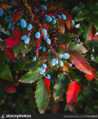 Blue berry bush with green and red leafs in the autmn. Blue berry bush with green and red leafs