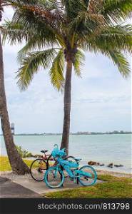 Blue bike under a palm tree at Bird Key Car Park - Sarasota, Florida