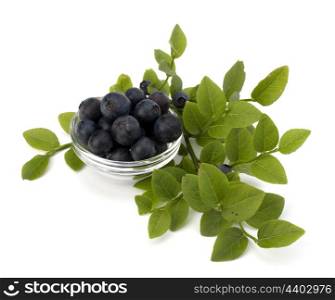 Blue bilberry or whortleberry isolated on white background