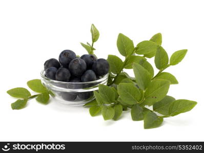 Blue bilberry or whortleberry isolated on white background