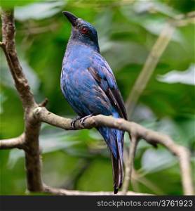 Blue bird, a female Asian Fairy Bluebird (Irena puella), side profile