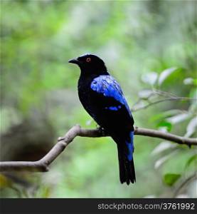 Blue bird, a male Asian Fairy Bluebird (Irena puella), back profile