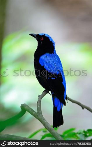Blue bird, a male Asian Fairy Bluebird (Irena puella), side profile