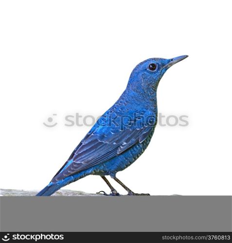 Blue bird, Blue Rock Thrush (Monticola solitarius) standing on the log, isolated on a white background