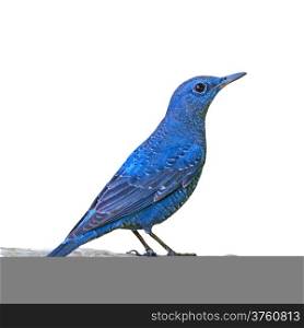 Blue bird, Blue Rock Thrush (Monticola solitarius) standing on the log, isolated on a white background