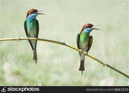 Blue bird, Blue-throated Bee-eater (Merops viridis), standing on a branch