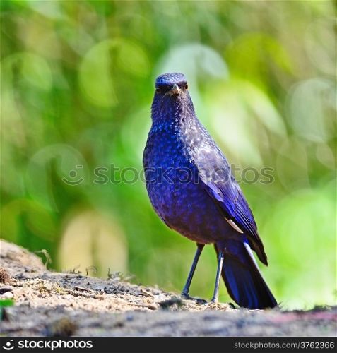 Blue bird, Blue Whistling-Thrush (Mophonus caeruleus), standing on the ground, breast profile